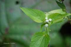 Ageratum conyzoides